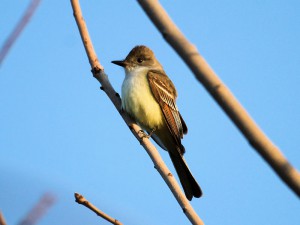 Mid-April Migrants