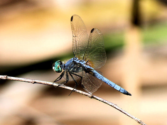 Dragon and Damselflies Up Close and Personal