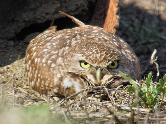 San Jacinto Wildlife Area, Winter 2012