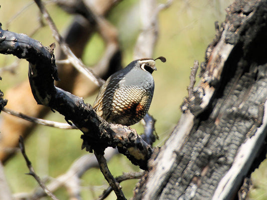 2014 Orange County Spring Bird Count