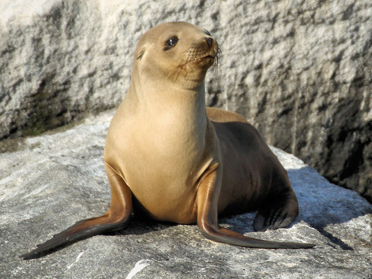 Spring Pelagic Trip in Orange County