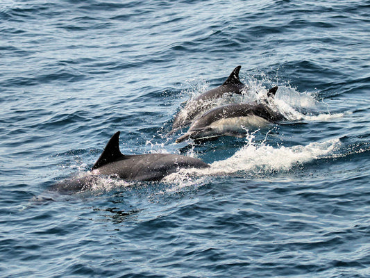 Summer Pelagic Trip from Dana Point