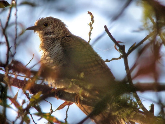 A Common Cuckoo for California