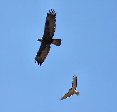 Golden Eagle at El Toro Marine Corps AS