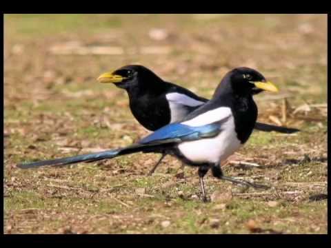 Yellow-billed Magpie: Another Roadside Attraction