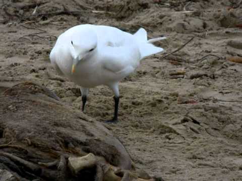 Unusual Vagrants in Southern California