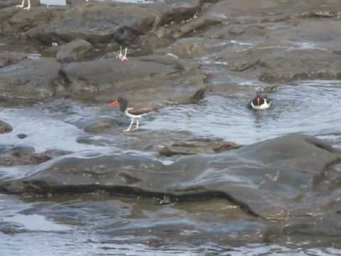 Digiscoped Video – American Oystercatcher