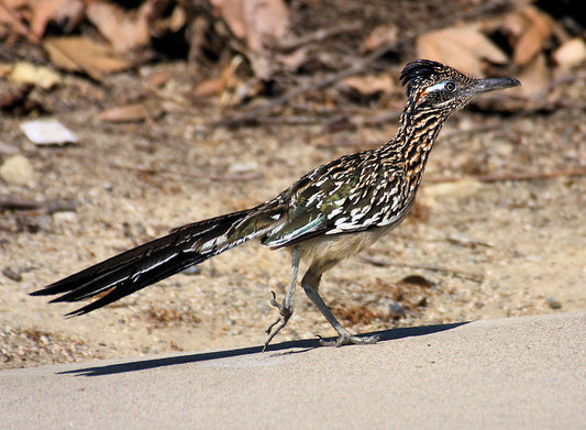 Neighborhood Greater Roadrunner