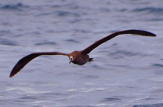 San Diego Bird Festival Pelagic Trip