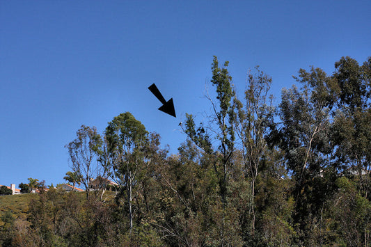 Vortex Razor Spotting Scope: Digiscoping