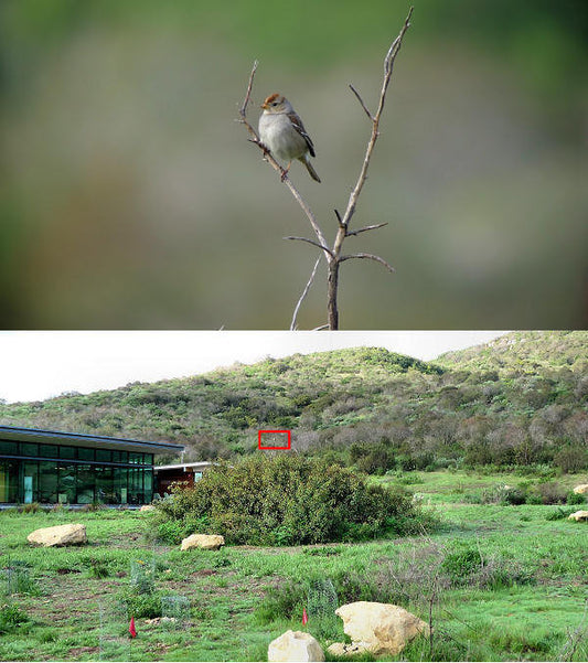 Nix Nature Center: Winter Birding