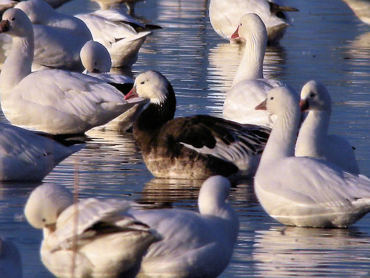Of Geese and Men – Winter Geese at the Salton Sea