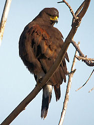 A New Bird Species for San Joaquin WS