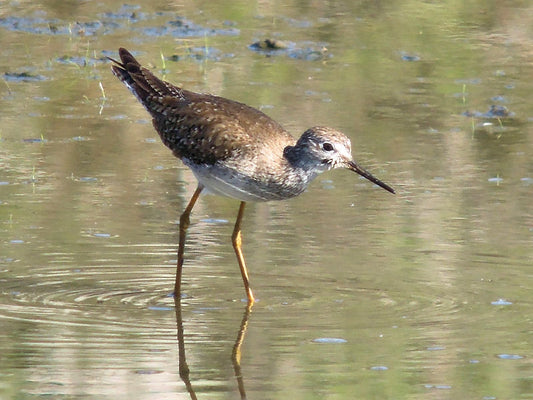 Unusual Birds for San Joaquin Wildlife Sanctuary