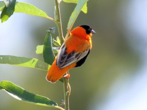 Orange Bishop