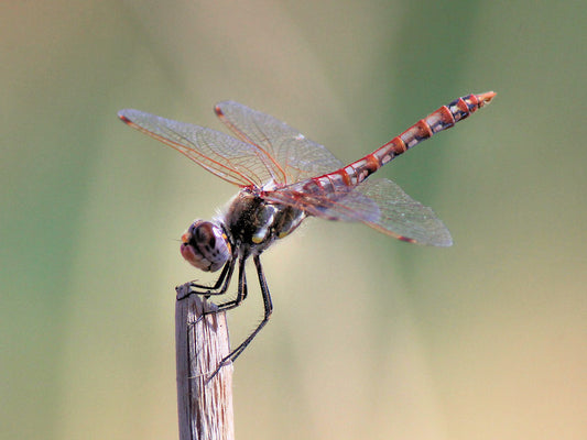 Variegated Meadowhawks