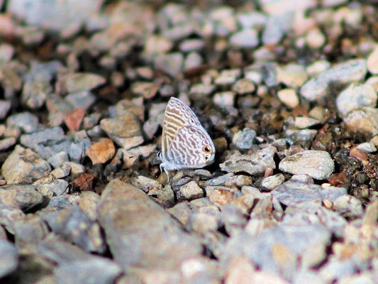 OC NABA Butterfly Counts, 2014