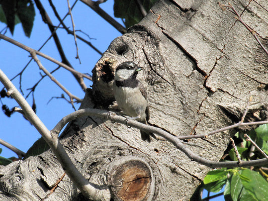 Breeding Mountain Chickadees on the Coastal Plain