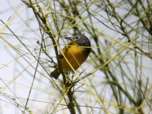 Digiscoping with the Swarovski ATX-85 Scope