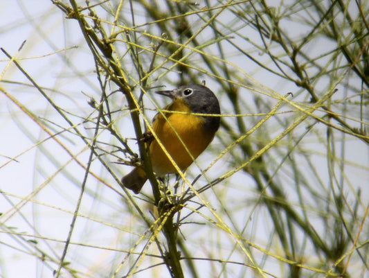 Digiscoping with the Swarovski ATX-85 Scope