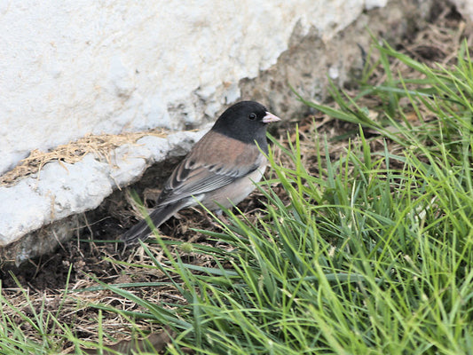 In the Eyes of Juncos