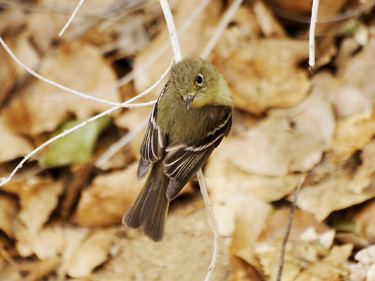 Northwest Mojave Migrant Traps