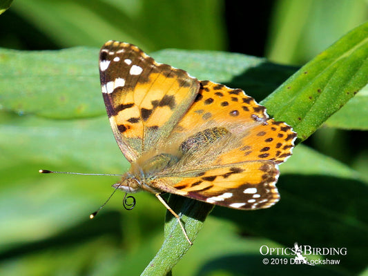 Painted Lady Migrates Through So Cal