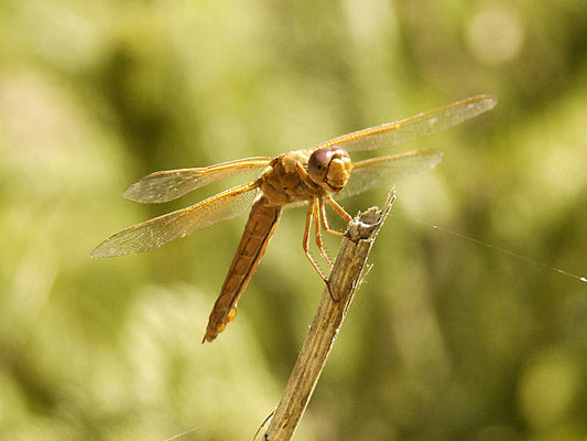 Wildlife Photography is Full of Surprises