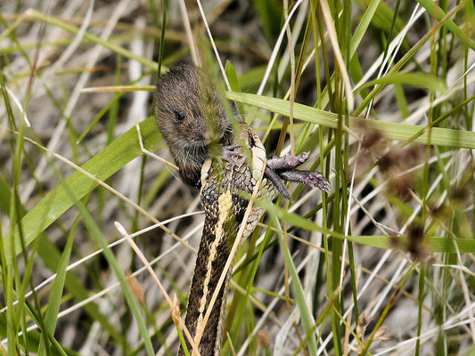 Garter Snake vs. Vole