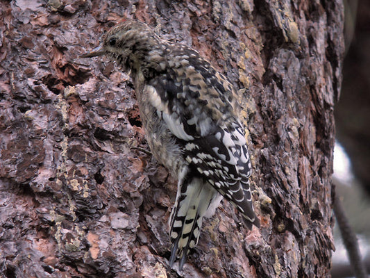 Yellow-bellied Sapsucker