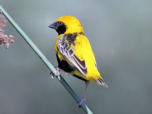 Yellow-crowned Bishops